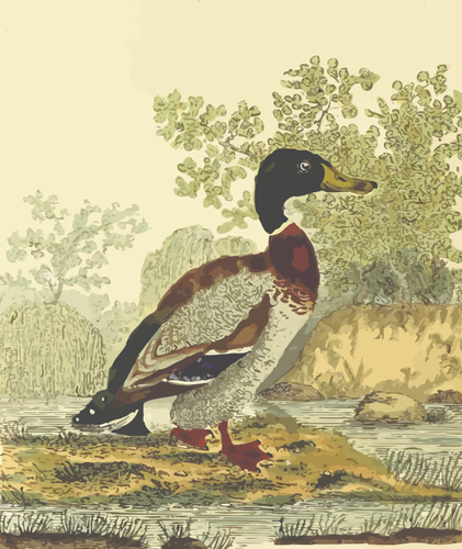 Mallard zangvogels aard glinsterende clip art