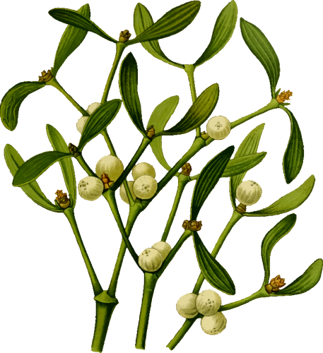 Mistletoe vector image