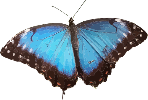 Mavi kelebek illüstrasyon
