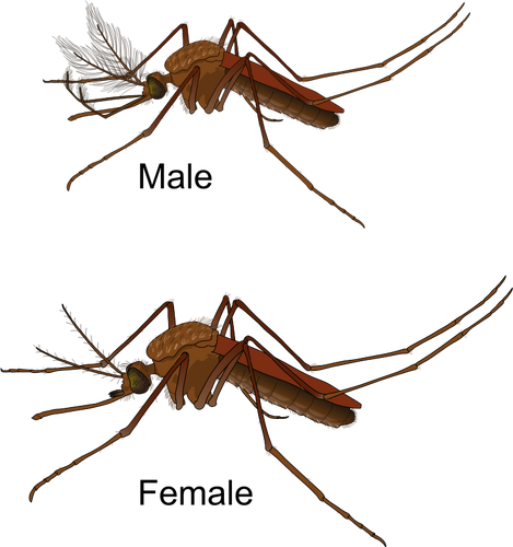 Male and Female Mosquito