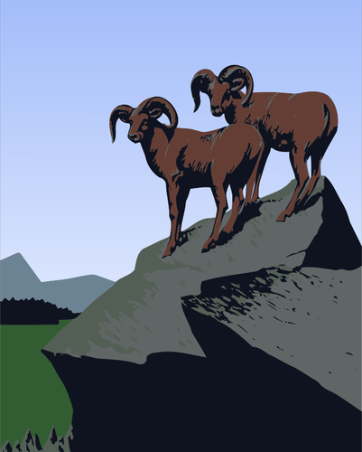 Kambing Gunung gambar