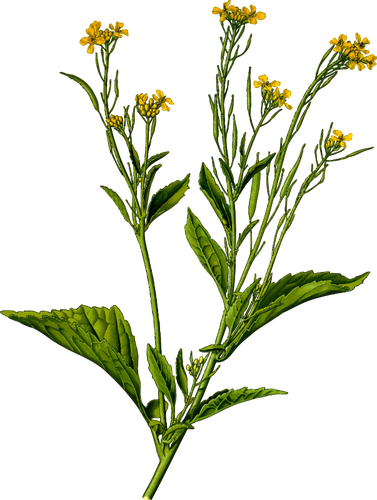 Gambar tanaman mustard