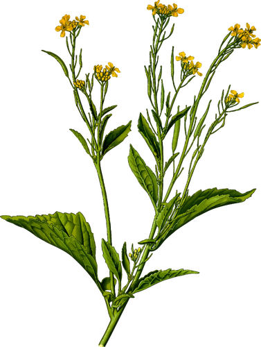 Image of mustard plant