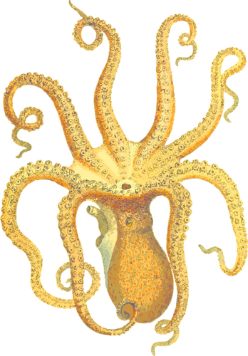 Octopus illustratie