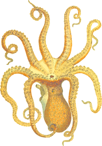 Octopus illustratie