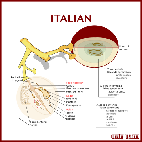 イタリアのブドウ