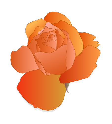 Pomarańczowy rose