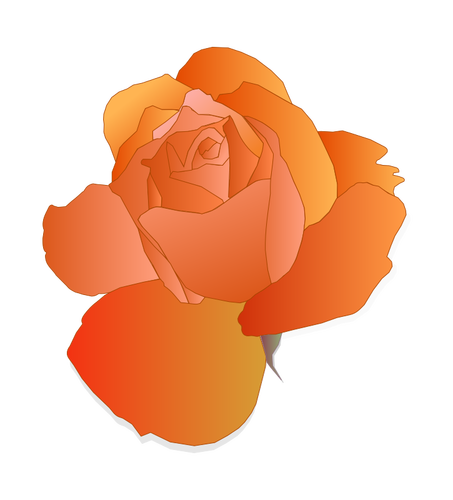 Orange rose