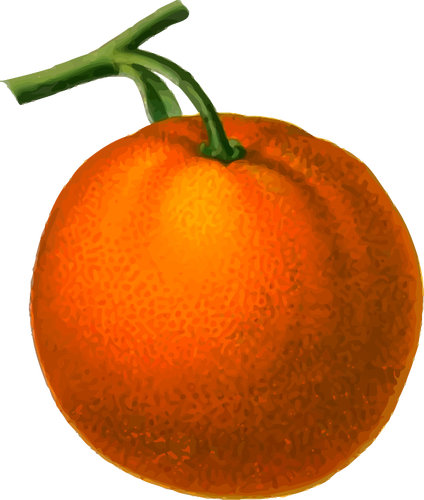 البرتقال الناضج