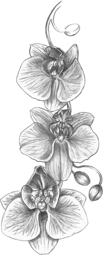 Orhidee schita