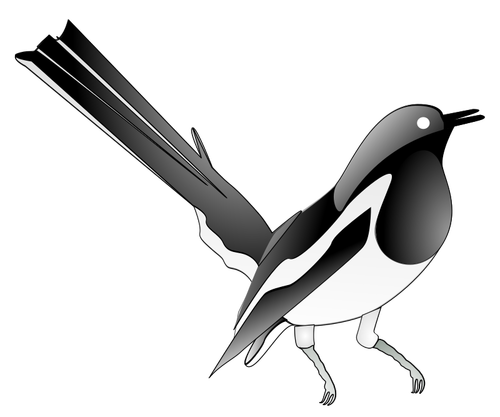 Desenho de oriental magpie-robin