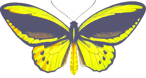 Birdwing vlinder