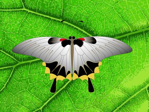 Prediseñadas de vector de mariposa gris sobre una hoja de