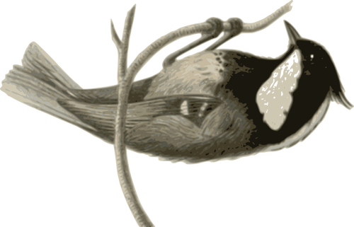 Parus ater pekinensis plocka på en trädgren vektorgrafik