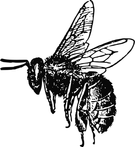 Flaying bee vector image