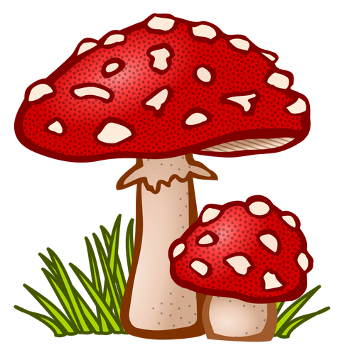 Toadstool colorata