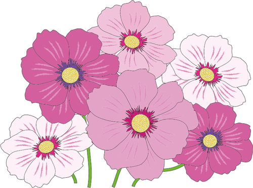 Pink and white flowers