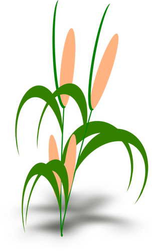 Vektor ilustrasi tanaman dengan tongkol