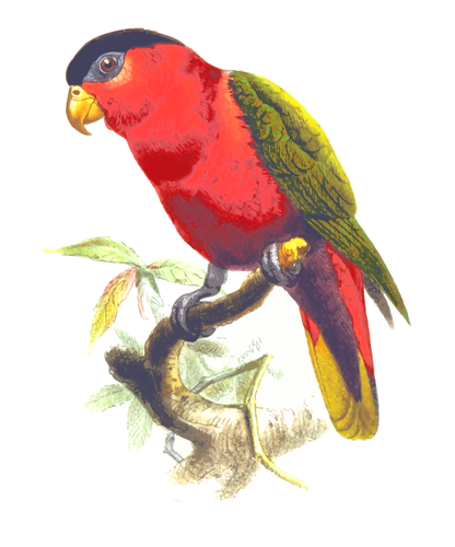 Lila-bellied lory