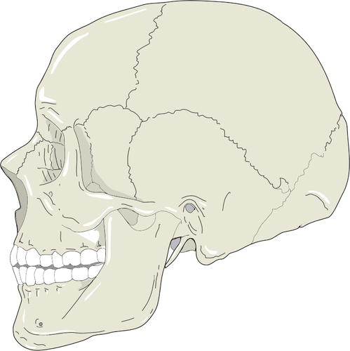 Human skull