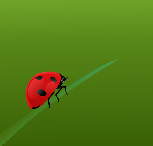 Ladybug realista