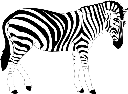 Zebra zwierzę