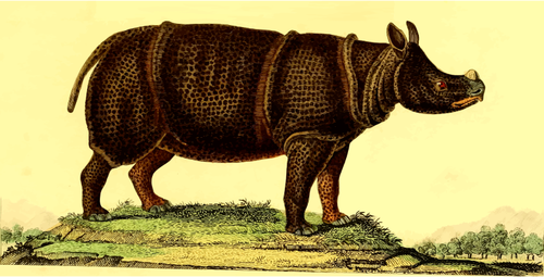 Rhinocéros dans la nature