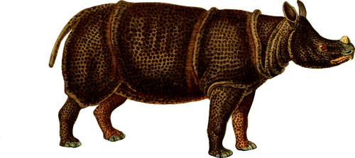 Image vectorielle de rhinocéros