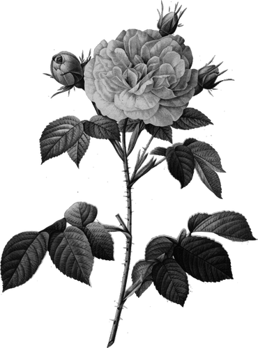 Роза в оттенки серого