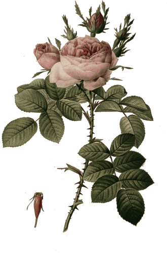 Růže poupata a květy