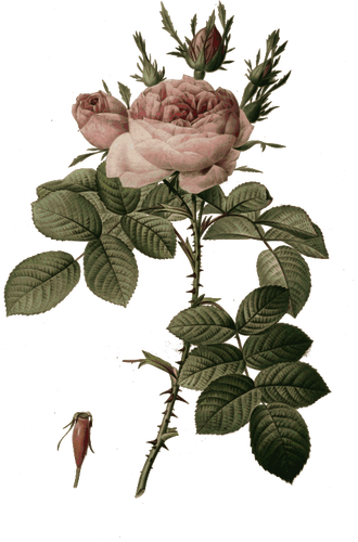 Rosa Knospen und Blüten