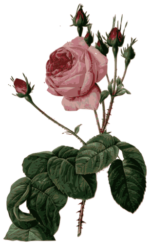 Blommade rosa ros med blad