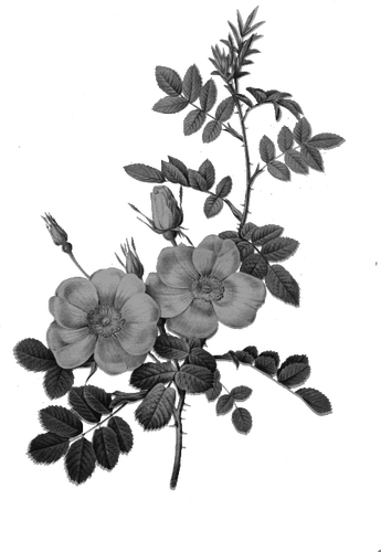 Rose in Monochrom