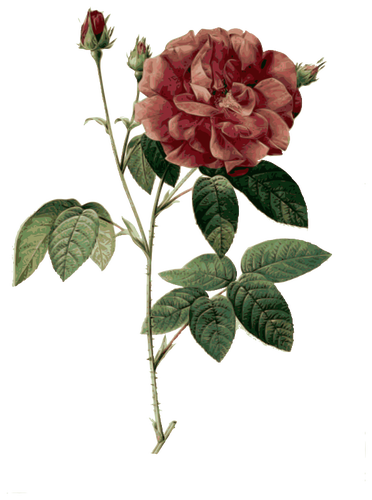 Rosa selvatica in fiore