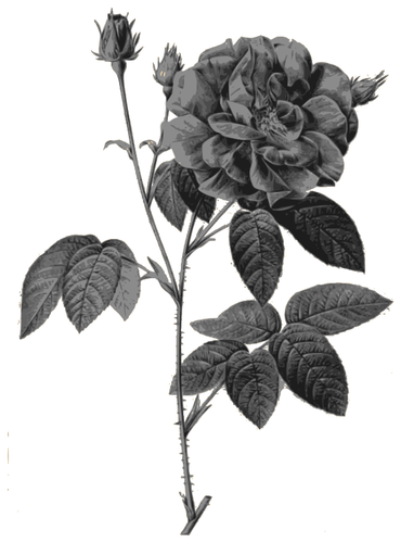 Wild roses in gray color