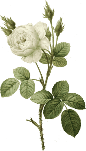 Biała Róża cierniem