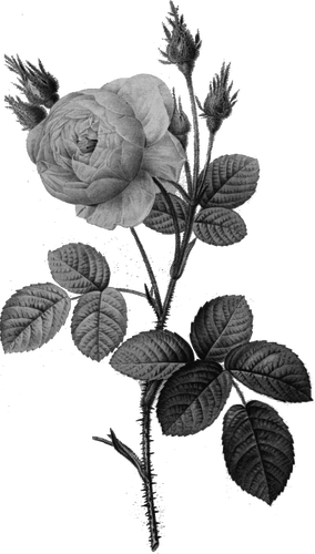 Einzelne graue rose