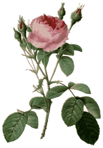 Vanskelige roser og rosebuds