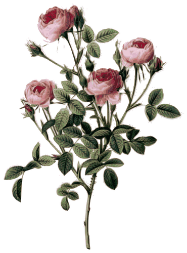 淡いピンクのバラの蕾