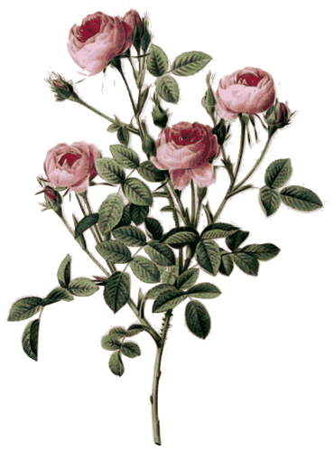 Blass rosa Rosenknospen