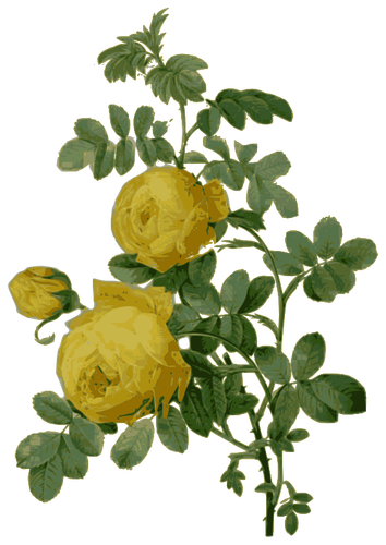 Wild rose pada warna kuning