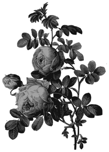 Blossoming roses in gray