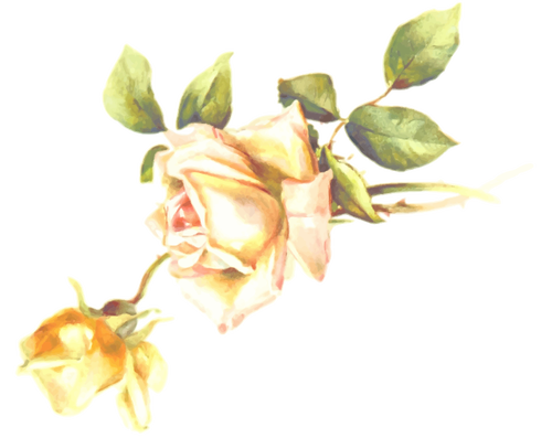 Blossom mawar kuning