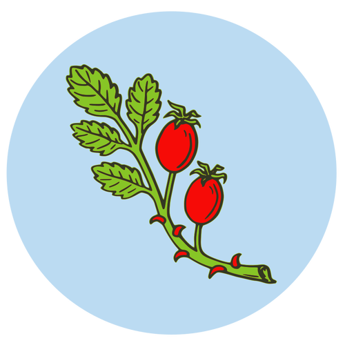 Rose hip