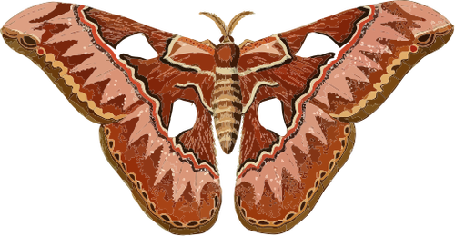 Brownish moth