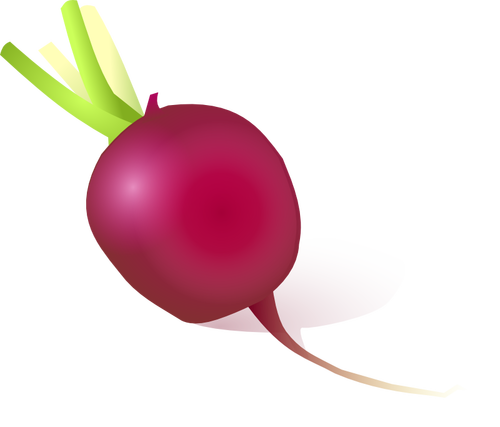 Vector image of radish