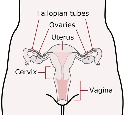 Organes génitaux féminins