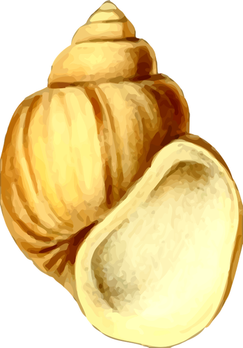 Yellow shell drawing