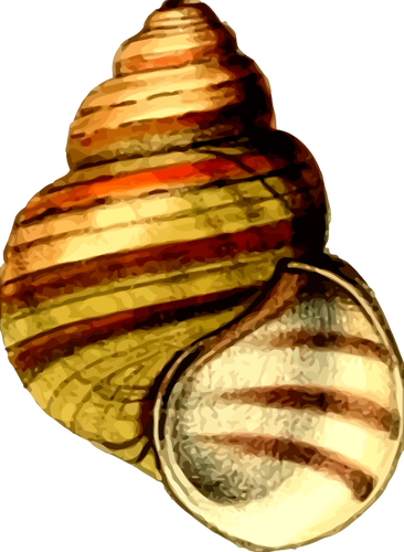 Kleurrijke shell