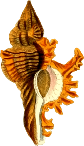 Marea galbenă shell